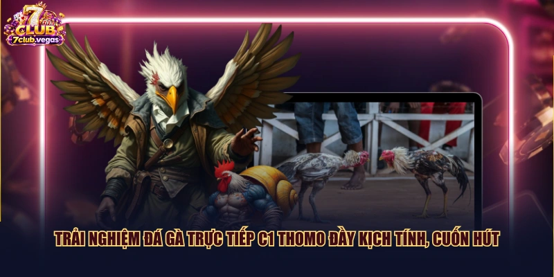 Trải nghiệm đá gà trực tiếp C1 Thomo đầy kịch tính, cuốn hút